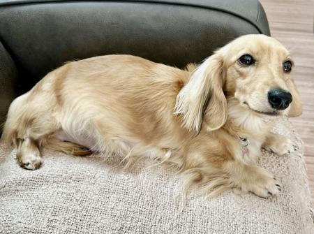 Dachshund (Miniature Long Haired) dog for sale by ADORABLEDACS