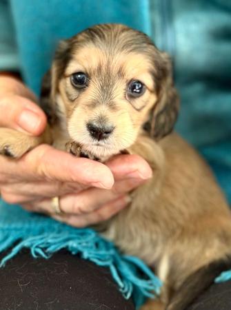 Dachshund (Miniature Long Haired) puppy for sale by ADORABLEDACS