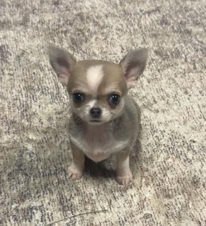 Adrahil Solitaire Chihuahua (Smooth Coat)