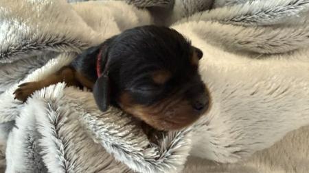 Cavalier King Charles Spaniel puppy for sale by AIJESLEYCAVS