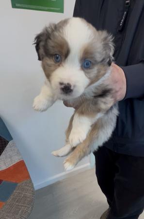 Miniature American Shepherd puppy for sale by AKAKUMO