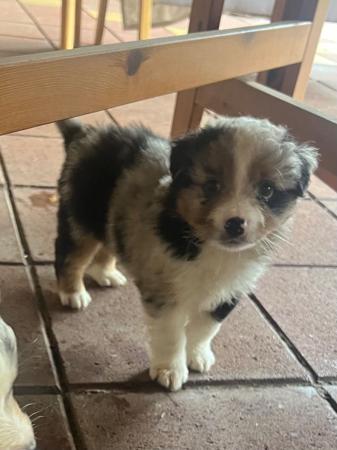 Miniature American Shepherd puppy for sale by AKAKUMO