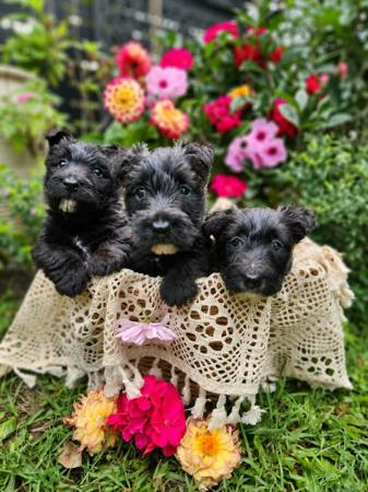 Scottish Terrier puppy for sale by CALLIECH