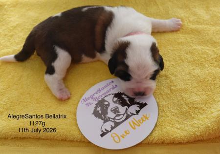 St Bernard for sale by ALEGRESANTOS