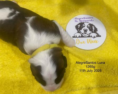 St Bernard for sale by ALEGRESANTOS