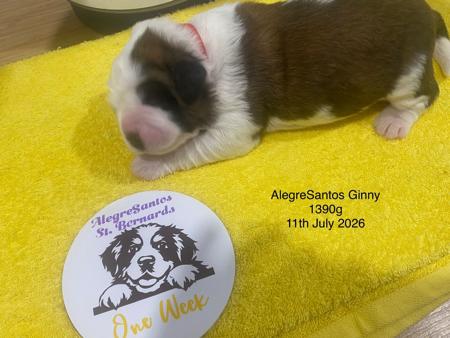 St Bernard for sale by ALEGRESANTOS