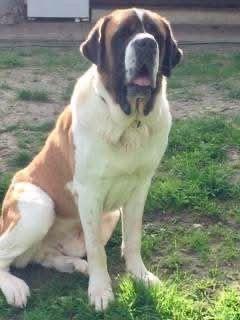 St Bernard for sale by ALEGRESANTOS