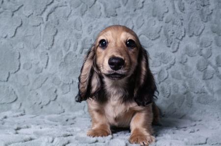Dachshund (Miniature Long Haired) puppy for sale by ALEYA