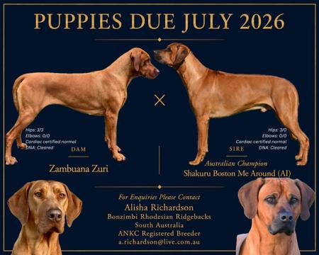 Rhodesian Ridgeback puppy for sale by BONZIMBI