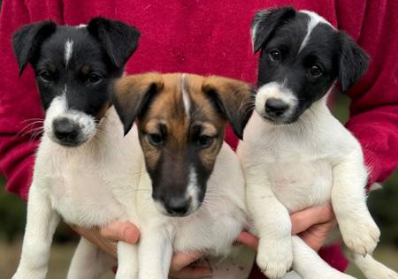 Fox Terrier (Smooth) puppy for sale by ALIYRAHILLS