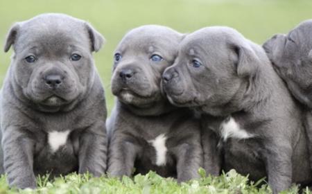 Staffordshire Bull Terrier puppy for sale by ALLBLUESTAFF