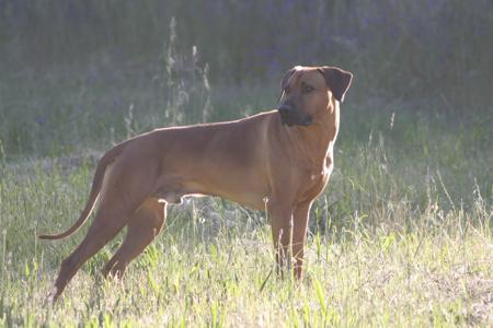 Rhodesian Ridgeback for sale by ALMAZART