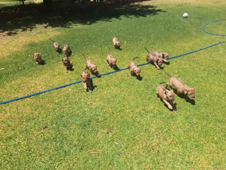 Rhodesian Ridgeback for sale by ALMAZART