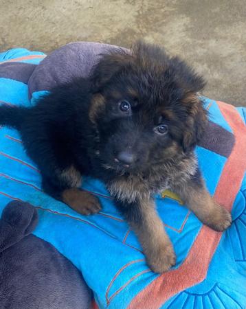 German Shepherd Dog (Long Stock Coat) puppy for sale by ALPWEISE