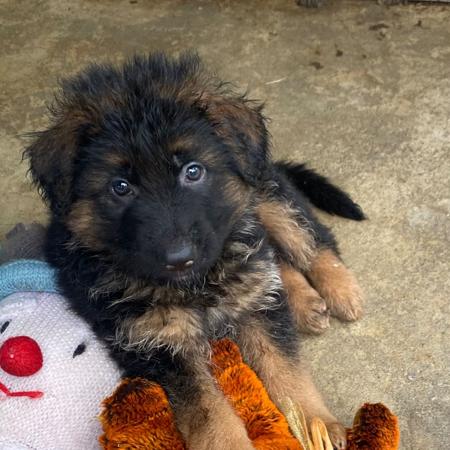 German Shepherd Dog (Long Stock Coat) puppy for sale by ALPWIESE