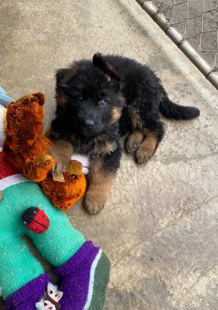 German Shepherd Dog puppy for sale by ALPWEISE
