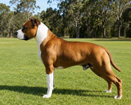 American Staffordshire Terrier dog for sale by ALSOLOYAL