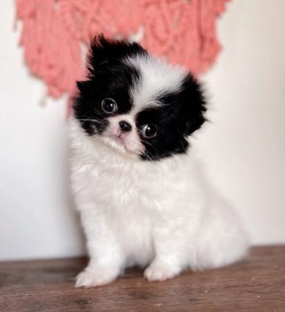 Japanese Chin puppy for sale by ALWOOD