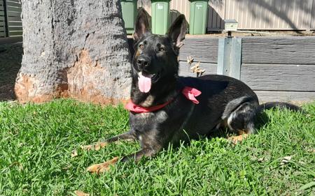 German Shepherd Dog for sale by VOMAMBACH