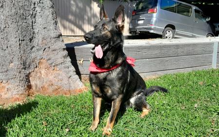 German Shepherd Dog for sale by VOMAMBACH