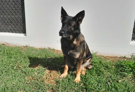 German Shepherd Dog for sale by VOMAMBACH