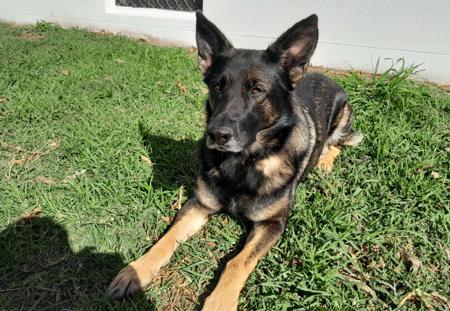 German Shepherd Dog for sale by VOMAMBACH