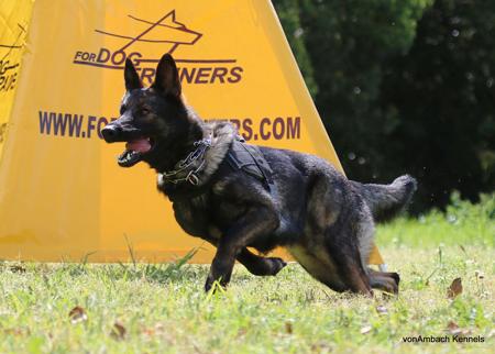 German Shepherd Dog for sale by VOMAMBACH