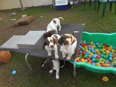 English Springer Spaniel puppy for sale by AMBERLYPARK