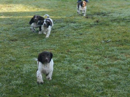 English Springer Spaniel puppy for sale by AMBERLYPARK