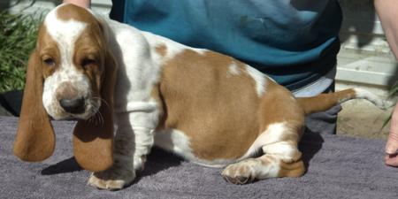 Basset Hound puppy for sale by AMMIDAN