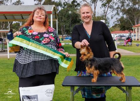 Ch. Enomis Im Vivaciously Sassy Australian Terrier