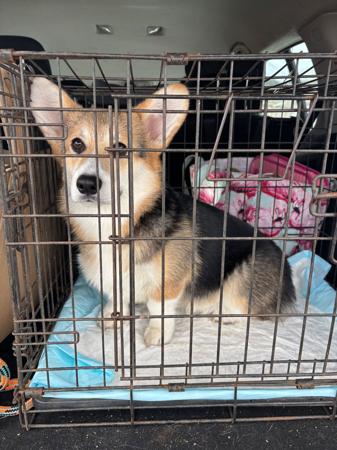 Welsh Corgi (Pembroke) puppy for sale by ANDABANDA