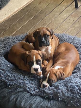 Boxer puppy for sale by ANGUSOOZA