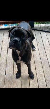 Boxer dog for sale by ANGUSOOZA