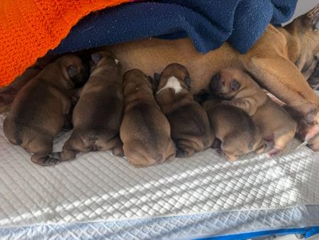 French Bulldog puppy for sale by ANNIEPRIDE