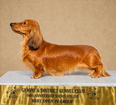 Dachshund (Miniature Long Haired) for sale by ANZORA