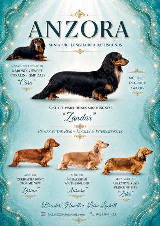 Dachshund (Miniature Long Haired) for sale by ANZORA
