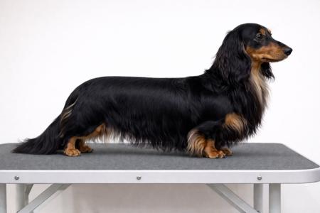 Dachshund (Miniature Long Haired) for sale by ANZORA