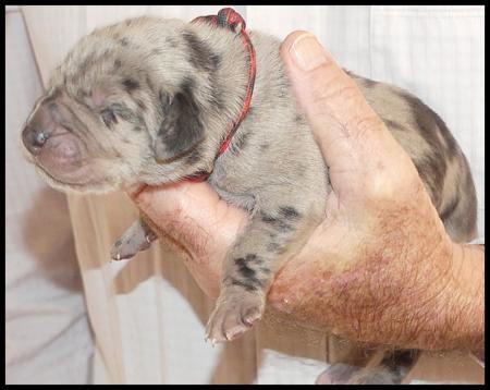 Great Dane puppy for sale by AQUADANE