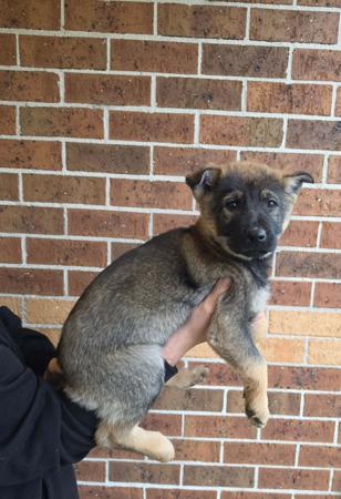 German Shepherd Dog puppy for sale by ARAALIKENNELS