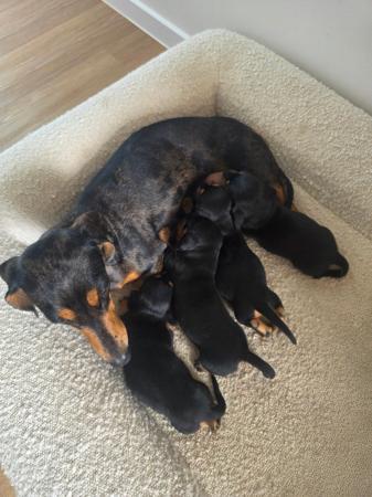 Dachshund (Miniature Smooth Haired) puppy for sale by ONLYSKYHIGH