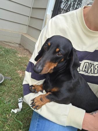 Dachshund (Miniature Smooth Haired) dog for sale by ARICHARDSON84