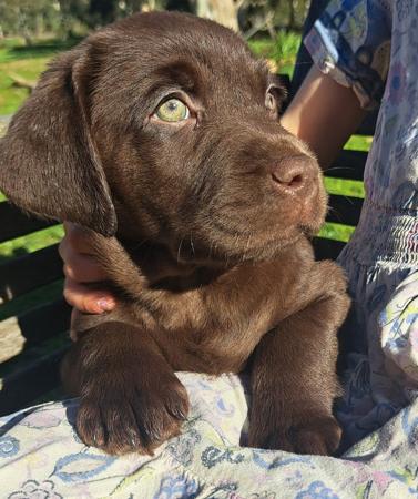 Labrador Retriever puppy for sale by ARIELA