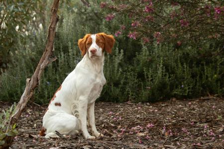 Brittany for sale by AROCONNOR