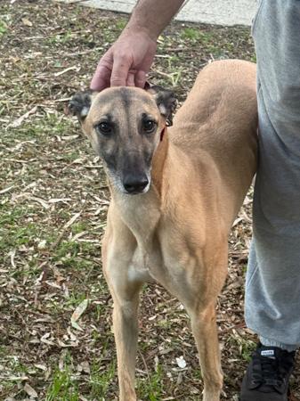 Greyhound dog for sale by ARRANBRAE