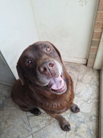 Labrador Retriever dog for sale by ARROSER