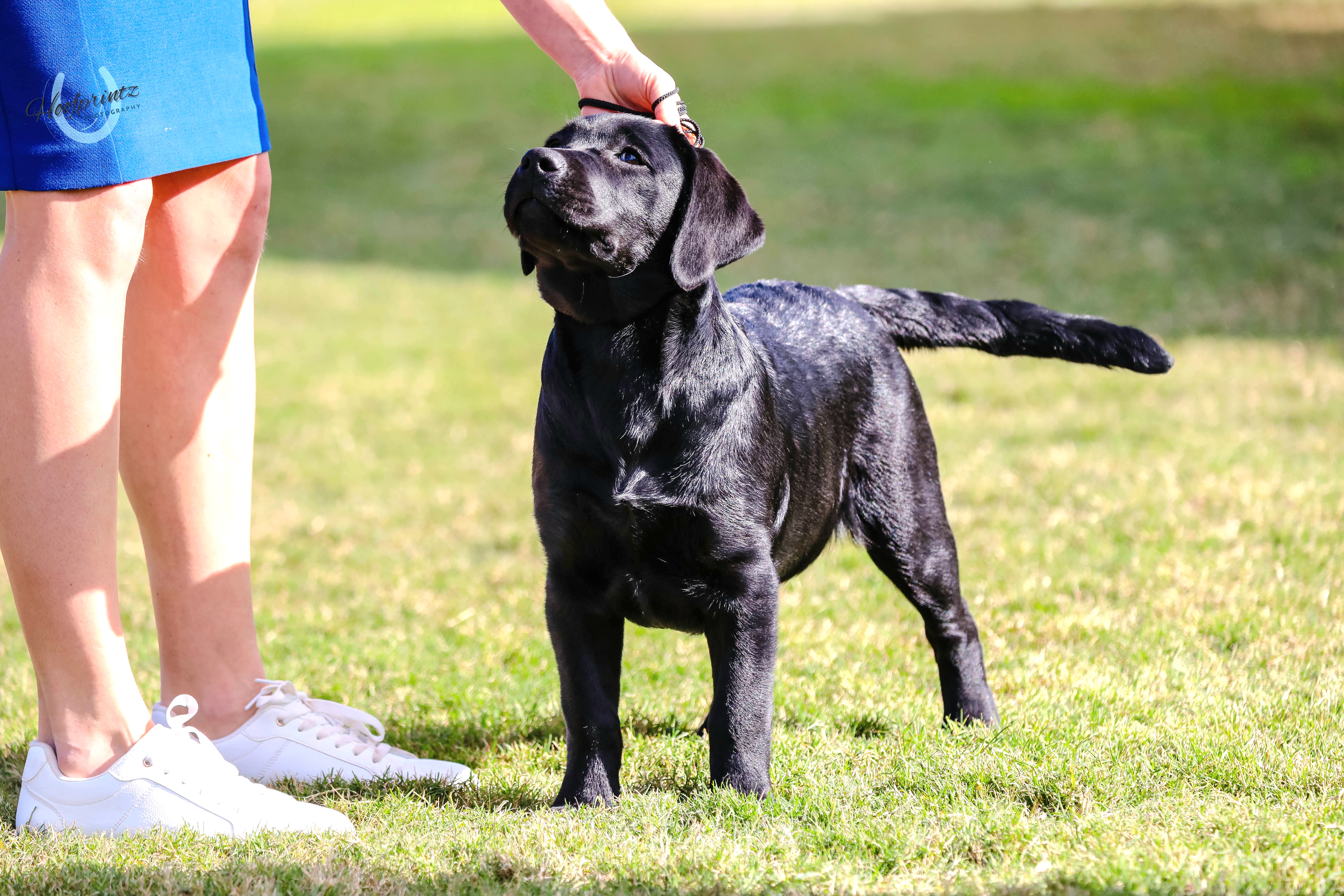 Arwyndale Dark Desire Labrador Retriever