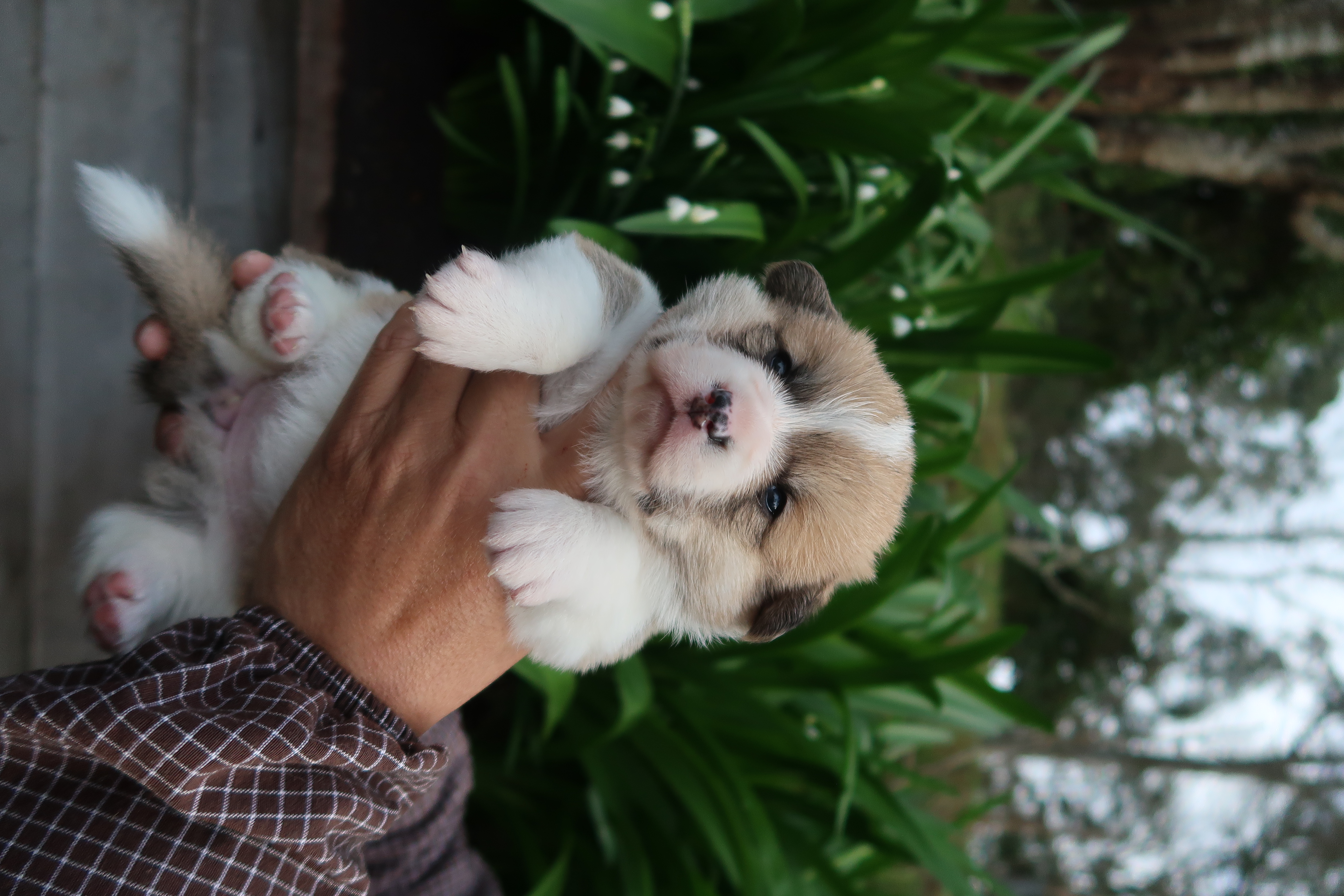 Welsh Corgi (Pembroke) puppy for sale by ASANOYUKI
