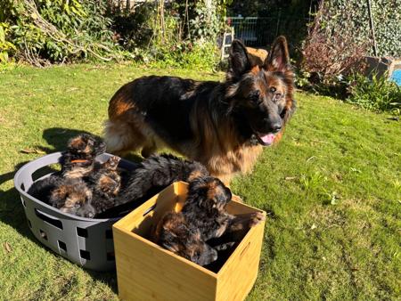 German Shepherd Dog (Long Stock Coat) puppy for sale by ASHACO