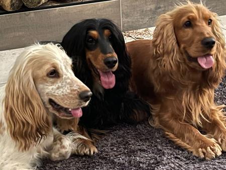 Cocker Spaniel dog for sale by ASHERANCE